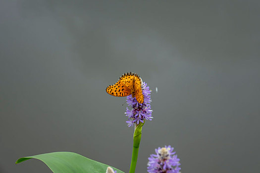 蝴蝶,蝶恋花