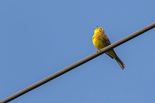 金翼啄木鸟,黄鹀
