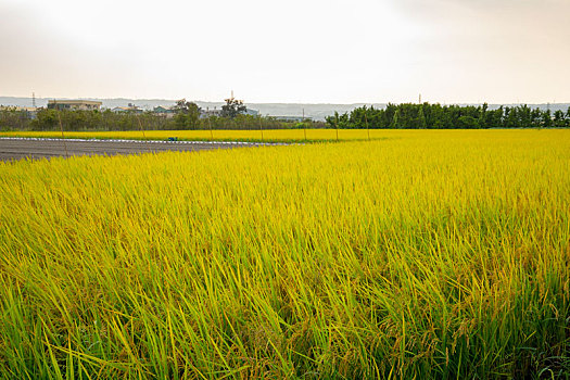 台湾南部乡村,蓝天白云下成熟的金黄色稻田