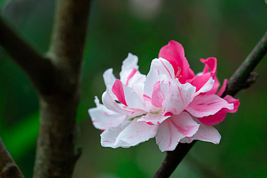 台湾樱花季,盛开的白色八重樱