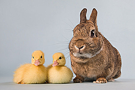 两个,小鸭子,兔子,棚拍