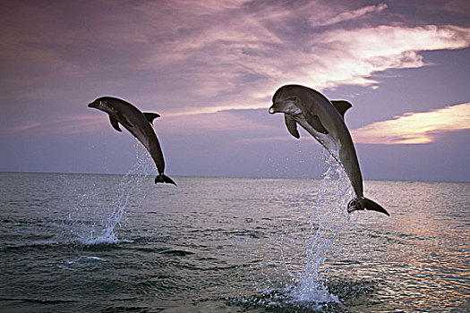 海洋,普通,海豚,真海豚,跳跃,序列,水,野生动物,动物,哺乳动物,齿鲸,移动,两个,象征,力量,能量,动感,晚间,黎明
