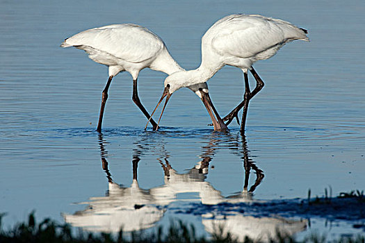 白琵鷺,一对,觅食,自然保护区,弗莱福兰,荷兰