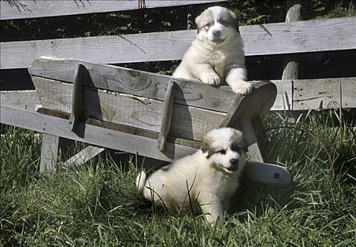 两个,小狗,玩,草地