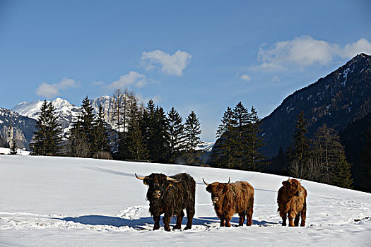 自然,场景,母牛,动物,冬天,雪,山景,背景