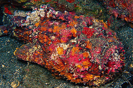 礁石,巴布亚新几内亚