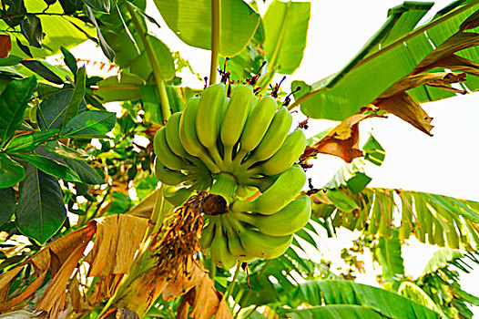 香蕉串,植物