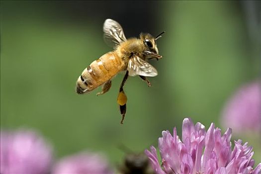 蜜蜂,意大利蜂,工作,收集,花蜜,红三叶草,花,记事本,花粉,篮子,腿,西北地区,俄勒冈
