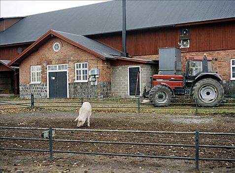 猪,农场