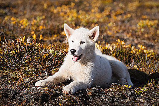 格陵兰,狗,格陵兰岛,哈士奇犬,小狗,北美