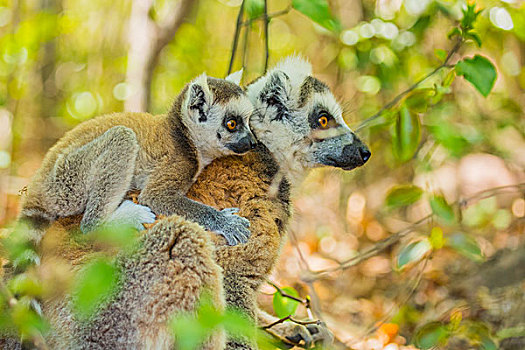 madagascar马达加斯加环尾狐猴子在树上