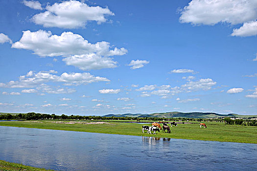 内蒙古呼伦贝尔鄂温克族旗伊敏河畔群牛饮水