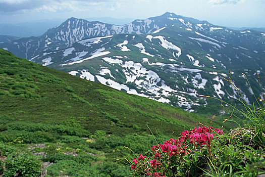 杜鹃花,山