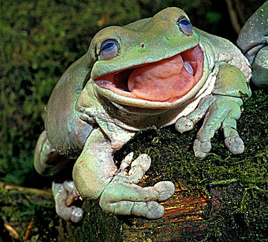 树蛙,成年,张嘴,澳大利亚