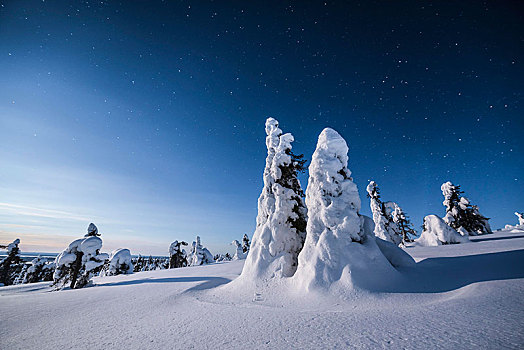 夜景,星空,冬天,积雪,松树,松属,国家公园,拉普兰,芬兰,欧洲
