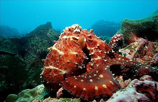 真蛸,礁石,安达曼海,缅甸,后视图