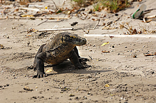 科摩多巨蜥,科摩多龙,林卡岛,科莫多国家公园,印度尼西亚,东南亚