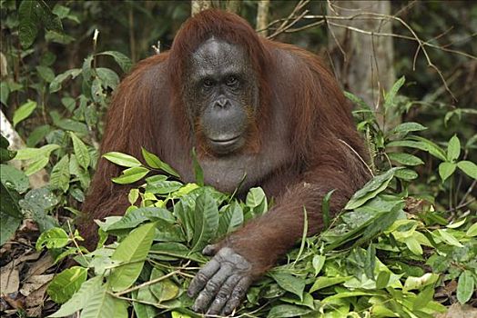 猩猩,黑猩猩,女性,叶子,窝,檀中埠廷国立公园,印度尼西亚