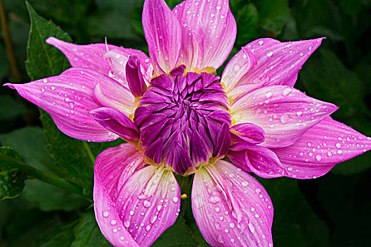 特写,粉色,大丽花,花,开花,英国