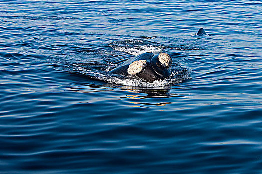 南露脊鲸,头部,成年,水面,靠近,南非