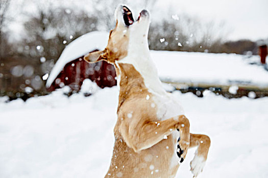 狗,跳跃,雪中