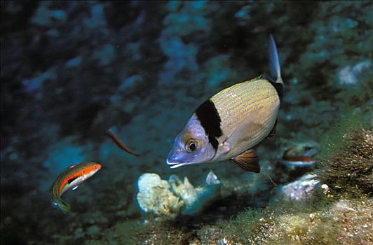 波克罗勒岛,格罗,计划,杂斑盔鱼