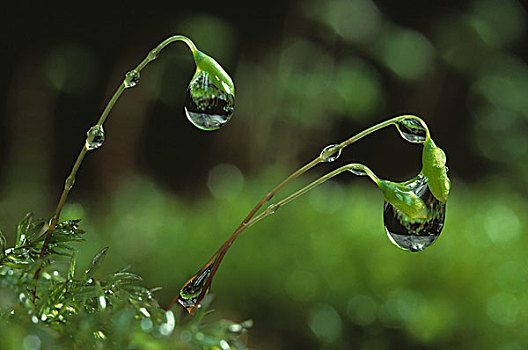 苔藓,胶囊,雨滴,农产品,孢子