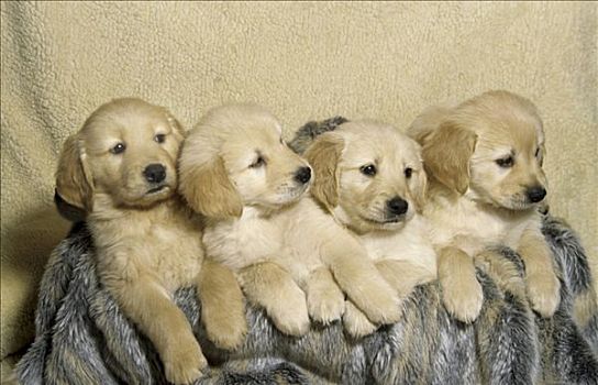 四个,金毛猎犬,小狗,凳子