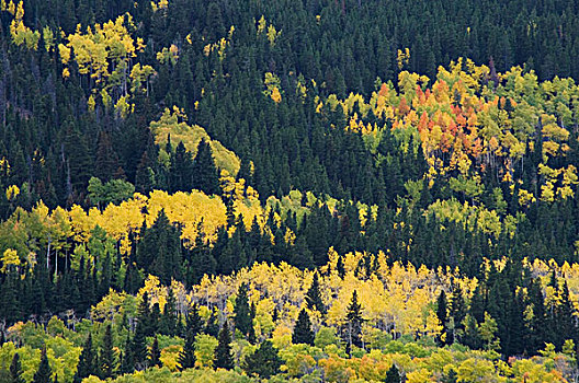 白杨,落基山国家公园,科罗拉多,美国