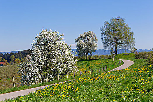 花,梨树,巴伐利亚,德国,欧洲