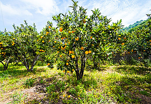 橘树,种植园,西西里,意大利,欧洲