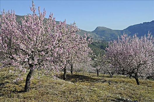 花,杏树,扁桃,果园,阿利坎特,白色海岸,西班牙