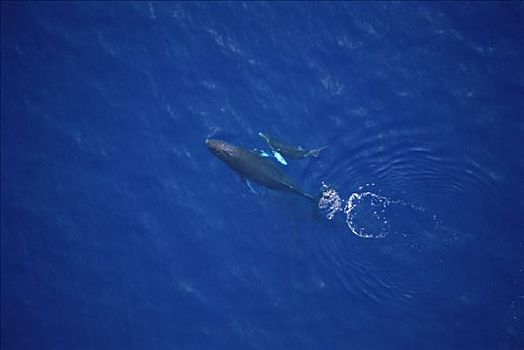 驼背鲸,大翅鲸属,鲸鱼,俯视,测量,母牛,幼兽,毛伊岛,夏威夷,提示,照相