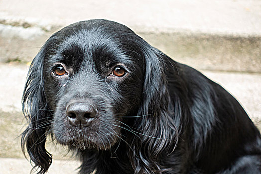 英国皇家小猎犬