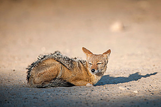 黑背狐狼,休息,地面,卡拉哈迪,国家公园,北开普,省,南非,非洲