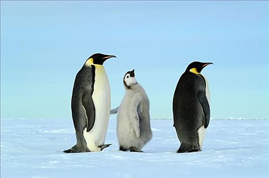 帝企鹅,家族,南极
