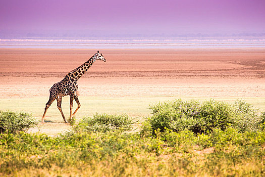 长颈鹿,湖,国家公园,坦桑尼亚