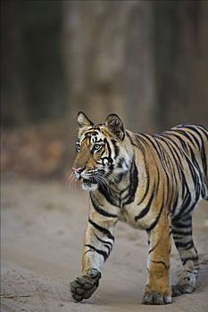 孟加拉虎,虎,老,幼兽,土路,干燥,季节,四月,班德哈维夫国家公园,印度