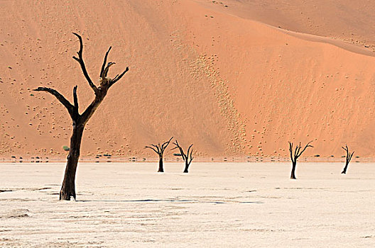 死,树,干枯,正面,红色,沙子,沙丘,死亡谷,索苏维来地区,纳米比诺克陆夫国家公园,纳米布沙漠,纳米比亚,非洲