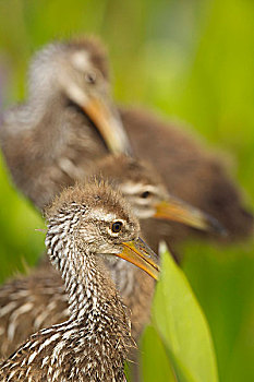 家族,幼禽,湿地,佛罗里达
