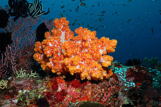 橙色,软,珊瑚,礁石,马尔代夫,印度洋