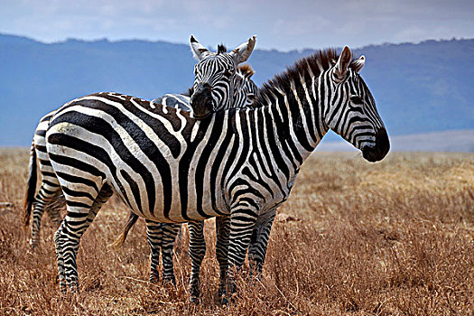斑马,马,放,迎面,背影,塞伦盖蒂,坦桑尼亚,非洲