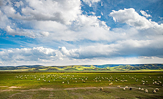 青藏高原放牧牛羊