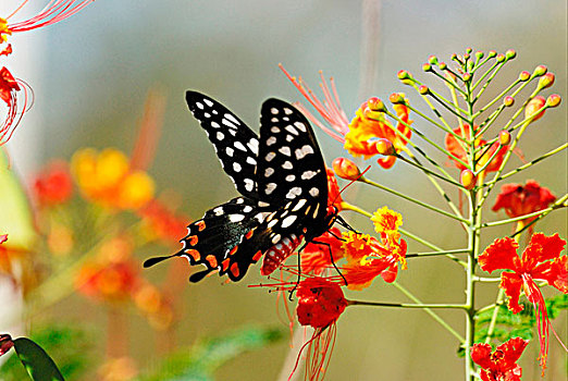 马达加斯加,巨凤蝶,成年,喂食,花,西部,非洲