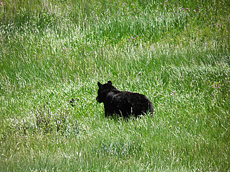 美国黄石国家公园的黑熊