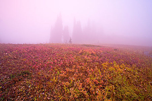 雾,雷尼尔山国家公园,华盛顿,美国