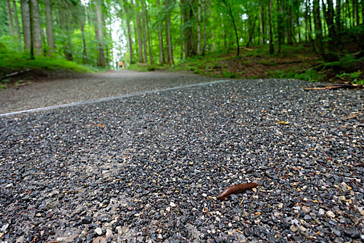褐色,蜗牛,徒步旅行,树林
