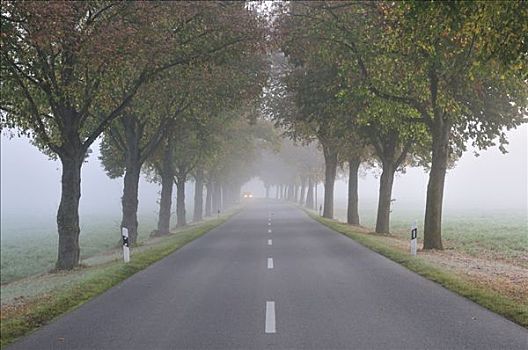 道路,雾,巴伐利亚,德国