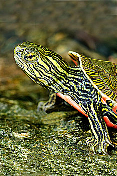 孵化动物,锦龟,奥克纳根谷,南方,不列颠哥伦比亚省,加拿大