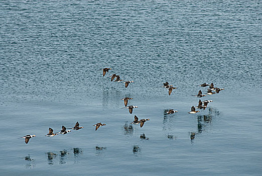 楚科奇海,岸边,手推车,阿拉斯加,长,尾部,鸭子,上方,领着,浮冰,春天,迁徙